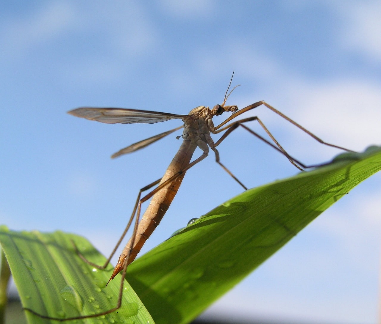 How to Get Rid of Crane Flies PestX PestX Exterminating, Inc