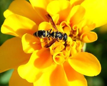 Wasp on Yellow Flower