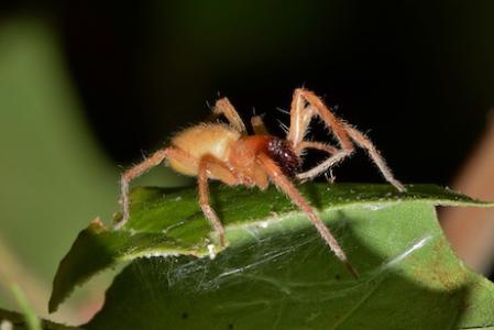 Sac Spider