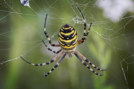 Orb Weaver Spider