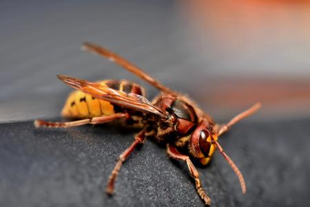 European Hornet