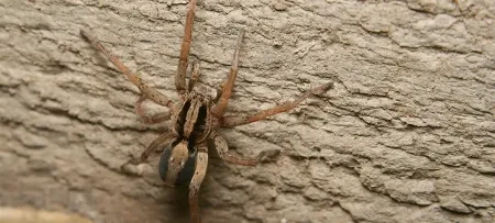 Wolf Spider