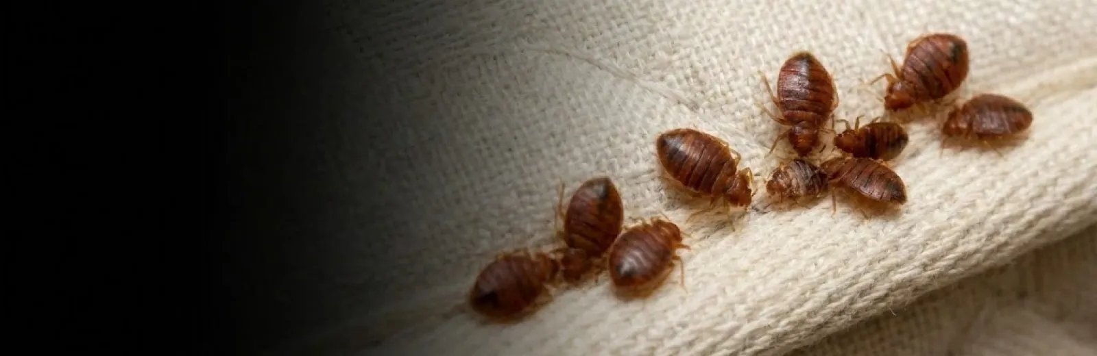 bed bugs