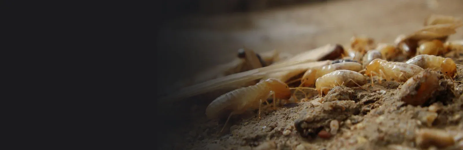 Termites on wood