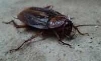 smoky brown cockroach