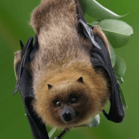 Bats in North Carolina: Signs, Risks and Safe Removal