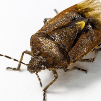 Bed Bugs in North Carolina: How to Spot Them and What to Do Next