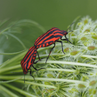 Box Elder Bugs and Asian Lady Beetles: North Carolina's Fall Home Invaders