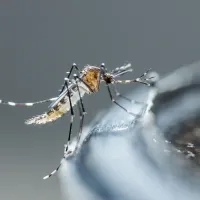 mosquito on the edge of a bird bath