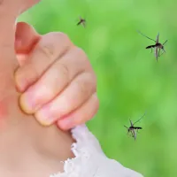 mosquitoes swarming and biting a girl