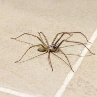Spider on Tile Floor