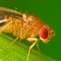 Fruit Fly