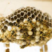 Wasps Building Nest