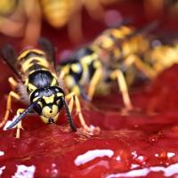 Wasps eating red jam