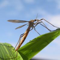 Crane fly on a leaf