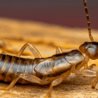 Earwigs in North Carolina: What They Are and Whether You Should Worry