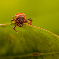 Fleas in North Carolina: Signs, Causes and How to Get Rid of Them