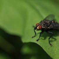 house-flies