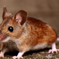 Mice in North Carolina: Signs You Have an Infestation