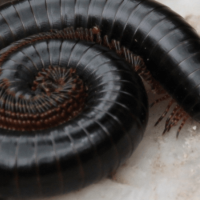 Millipedes and Centipedes: What's the Difference and Why Are They in My House?