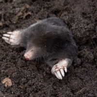 Moles in North Carolina: What's Really Causing That Yard Damage