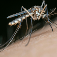 Mosquitoes in North Carolina: What Draws Them In and How to Fight Back