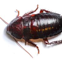 oriental cockroach