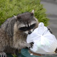 raccoon-in-trash-with-grass-background