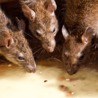 Rats in North Carolina: How to Spot an Infestation and Keep Them Out