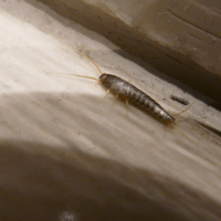 Silverfish in North Carolina: What They Are and What They're Telling You About Your Home