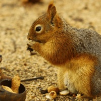 Squirrels in the Attic: What North Carolina Homeowners Need to Know