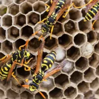 Wasp nest