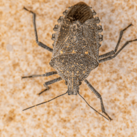 Stink Bugs in North Carolina: Why They Invade and How to Keep Them Out