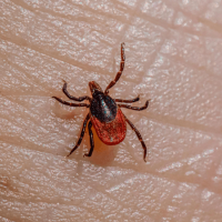 Ticks in North Carolina: Identification, Risks and Prevention