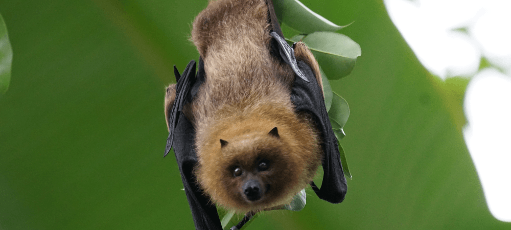 Bats in North Carolina: Signs, Risks and Safe Removal