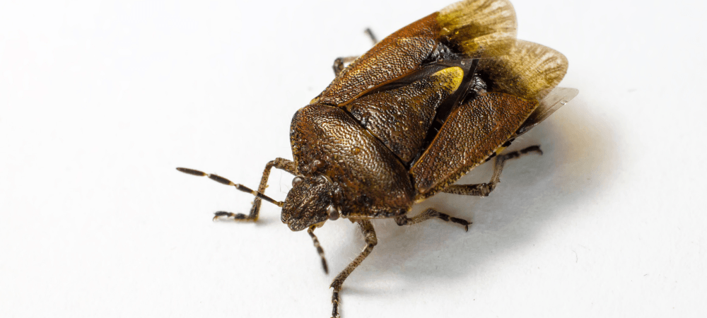 Bed Bugs in North Carolina: How to Spot Them and What to Do Next