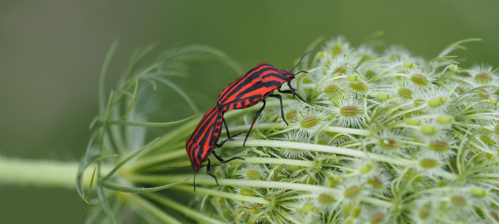 Box Elder Bugs and Asian Lady Beetles: North Carolina's Fall Home Invaders