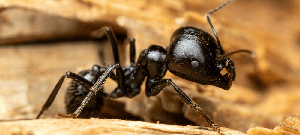 Carpenter Ants in North Carolina: How to Spot Them and What to Do