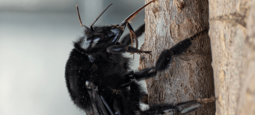 Carpenter Bees in North Carolina: Signs, Causes and Prevention