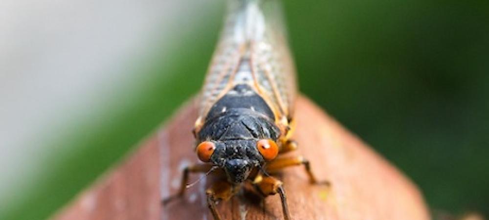 cicada