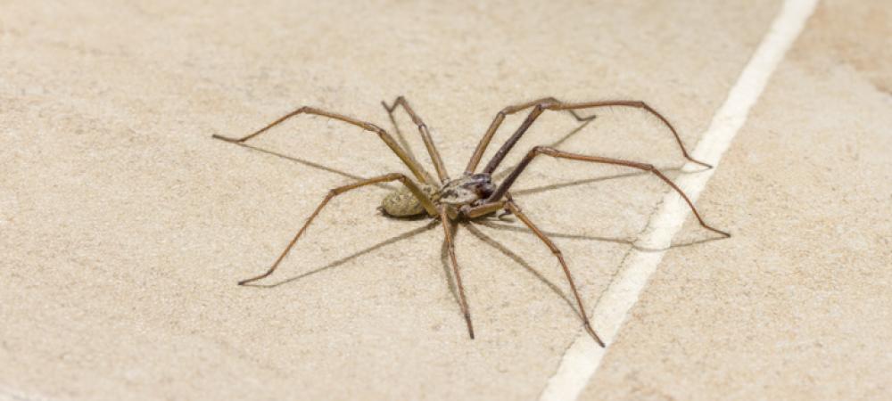 Spider on Tile Floor