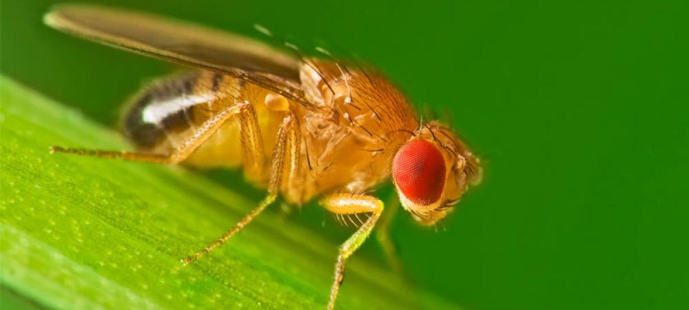 Fruit Fly