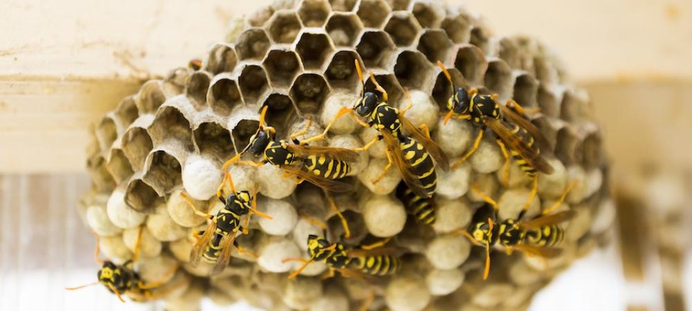 Wasps Building Nest
