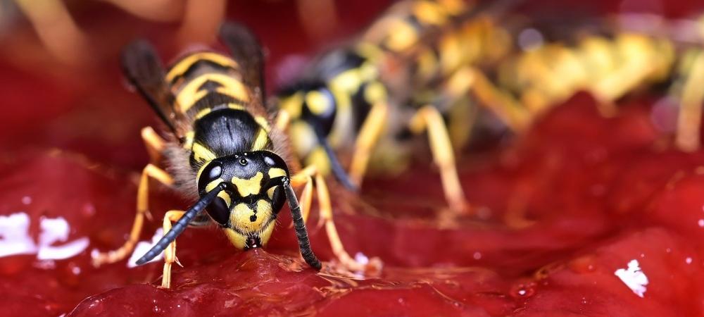Wasps eating red jam