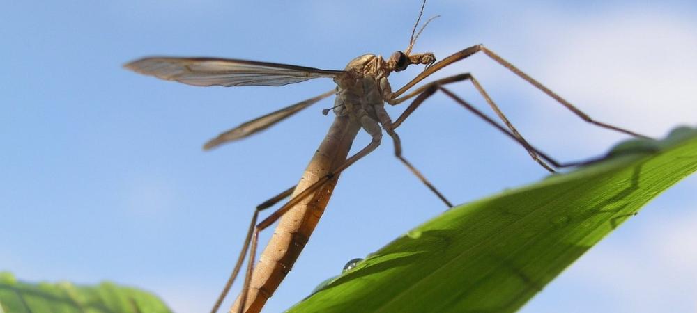 Crane fly on a leaf