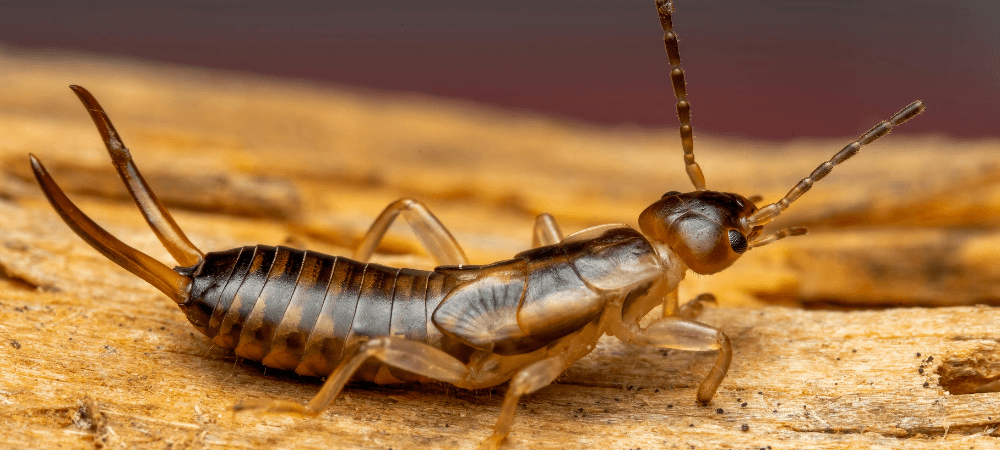 Earwigs in North Carolina: What They Are and Whether You Should Worry