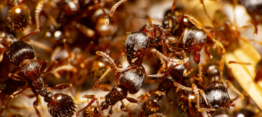 Fire Ants in North Carolina: Signs, Stings and Yard Treatment