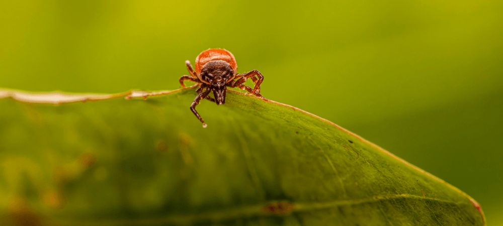 Fleas in North Carolina: Signs, Causes and How to Get Rid of Them