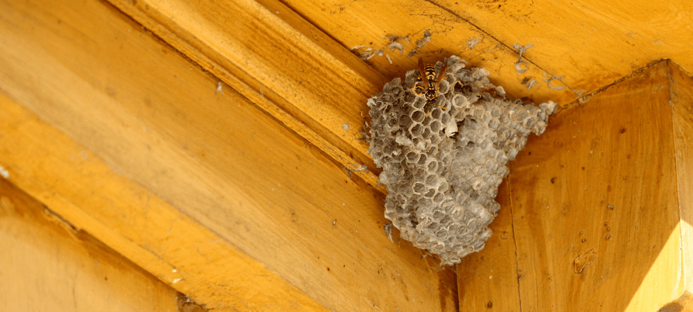 Hornets in North Carolina: Identification, Nests and What to Do