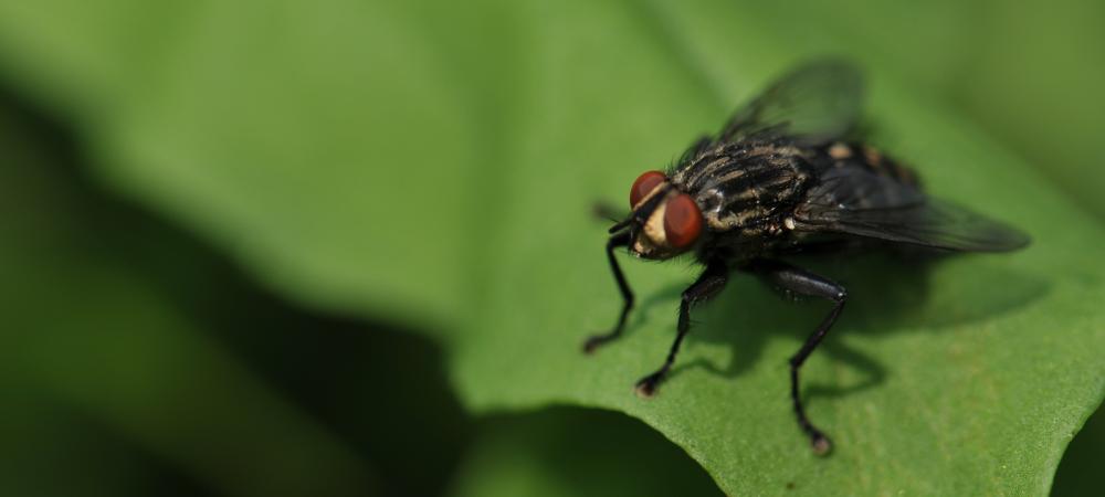 house-flies